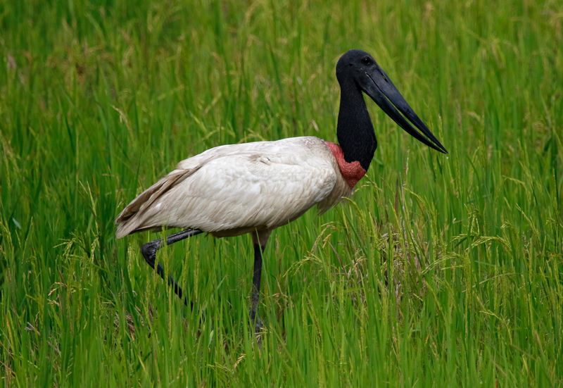 Jabiru (Jabiru mycteria) Hato La Aurora Nature Reserve, Ecolodge Juan Solito, Casanare, Colombia
