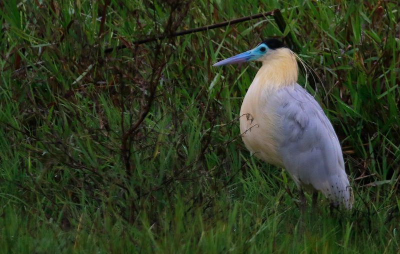 Capped Heron (Pilherodius pileatus) Hato La Aurora Nature Reserve, Ecolodge Juan Solito, Casanare, Colombia