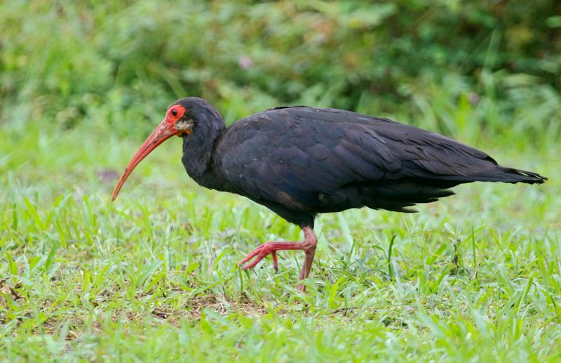 Sharp-tailed Ibis (Cercibis oxycerca) Hato La Aurora Nature Reserve, Ecolodge Juan Solito, Casanare, Colombia