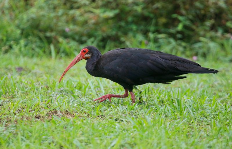Sharp-tailed Ibis (Cercibis oxycerca) Hato La Aurora Nature Reserve, Ecolodge Juan Solito, Casanare, Colombia