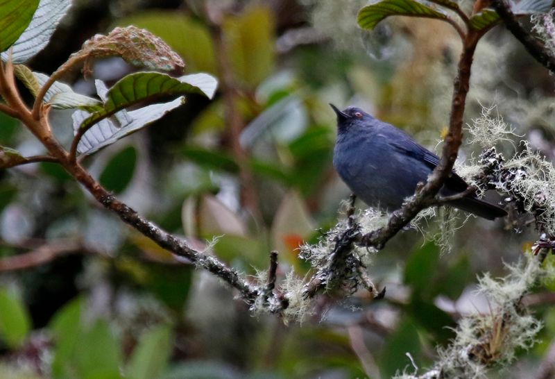 Bluish Flowerpiercer (Diglossa caerulescens saturata) Observatorio de aves, Reserva Bosque Guajira, Cundinamarca Colombia