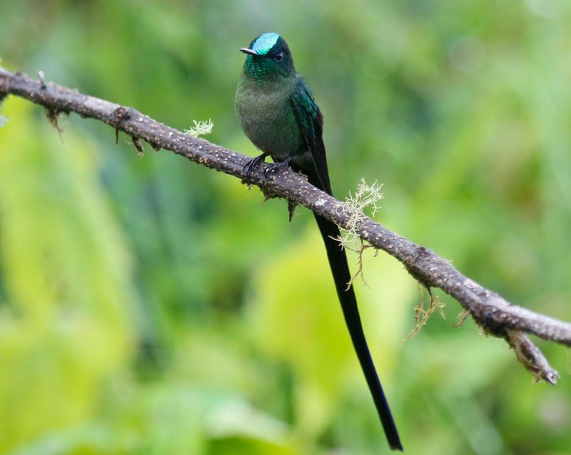Long-tailed Sylph (Aglaiocercus kingii) Refugio del Tororoi, Sendero La Herrería, Cundinamarca, Colombia