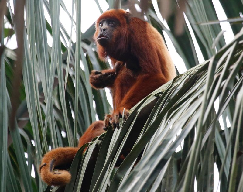 Colombian Red Howler (Alouatta seniculus) Hato La Aurora Nature Reserve, Ecolodge Juan Solito, Casanare, Colombia