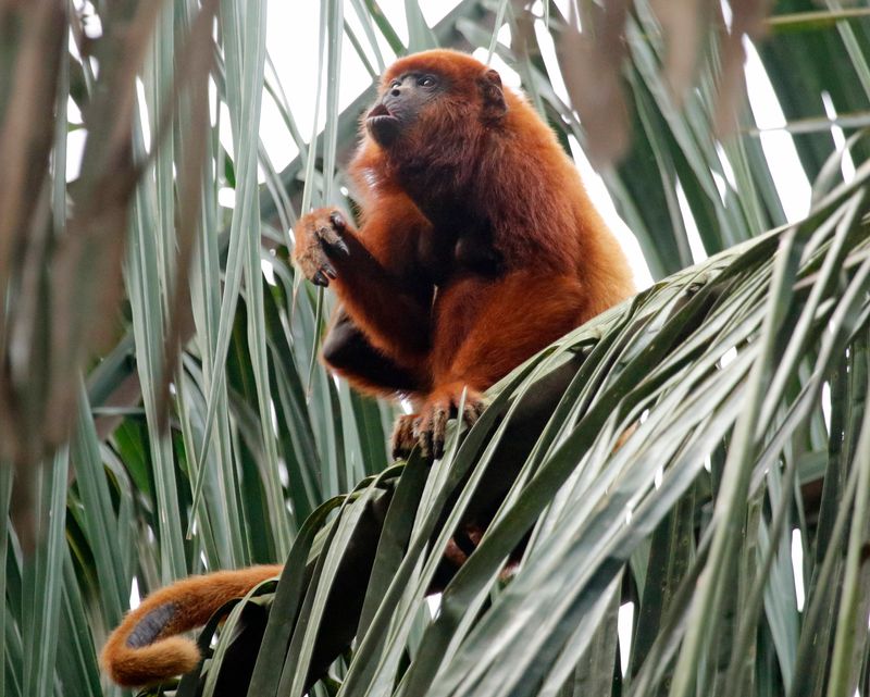 Colombian Red Howler (Alouatta seniculus) Hato La Aurora Nature Reserve, Ecolodge Juan Solito, Casanare, Colombia