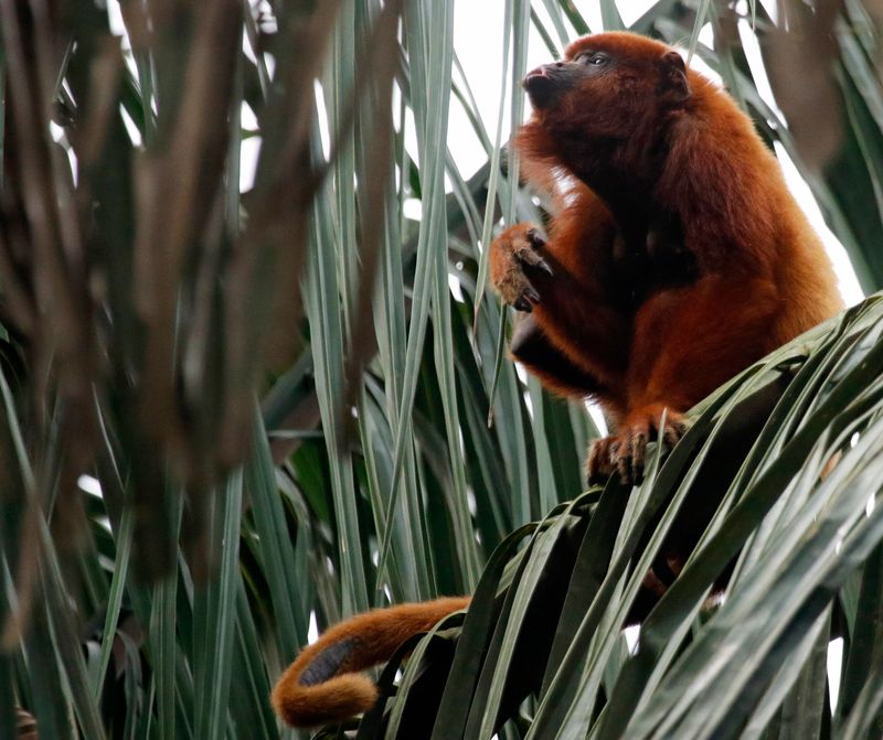 Colombian Red Howler (Alouatta seniculus) Hato La Aurora Nature Reserve, Ecolodge Juan Solito, Casanare, Colombia