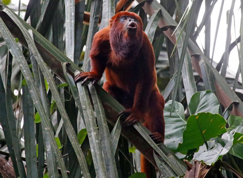 Colombian Red Howler (Alouatta seniculus) Hato La Aurora Nature Reserve, Ecolodge Juan Solito, Casanare, Colombia