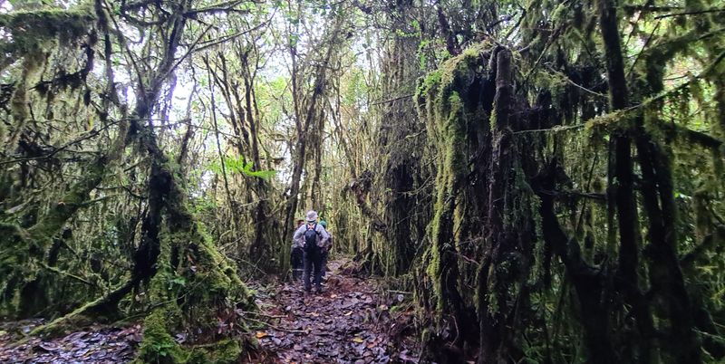 Cloudforest, Refugio del Tororoi, Sendero La Herrería, Cundinamarca, Colombia