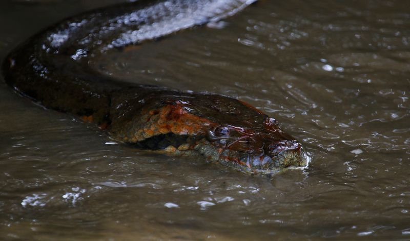 Anaconda (Eunectes murinus) Reserva Natural La Aurora, Casanare, Colombia