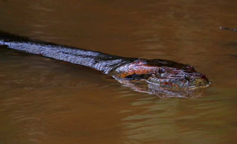 Anaconda (Eunectes murinus) Reserva Natural La Aurora, Casanare, Colombia