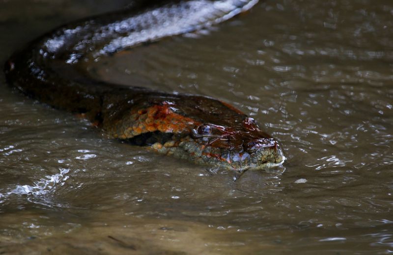 Anaconda (Eunectes murinus) Reserva Natural La Aurora, Casanare, Colombia