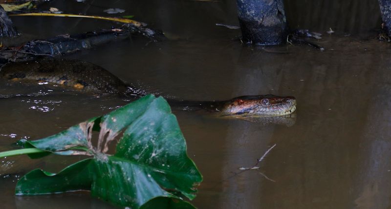 Anaconda (Eunectes murinus) Reserva Natural La Aurora, Casanare, Colombia