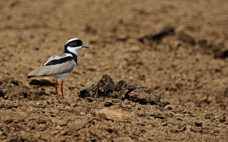 Pied Plover (Hoploxypterus cayanus) Hato La Aurora Nature Reserve, Casanare, Colombia