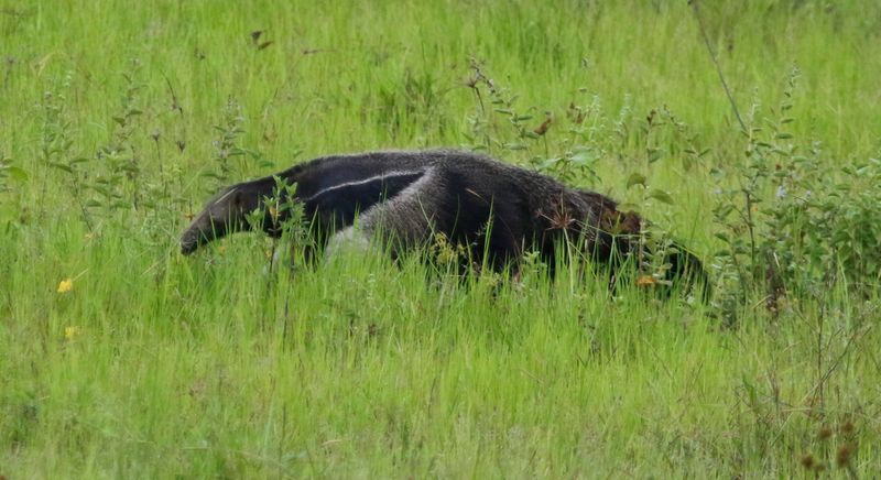 Giant Anteater (Myrmecophaga tridactyla) Llanos, Casanare, Colombia
