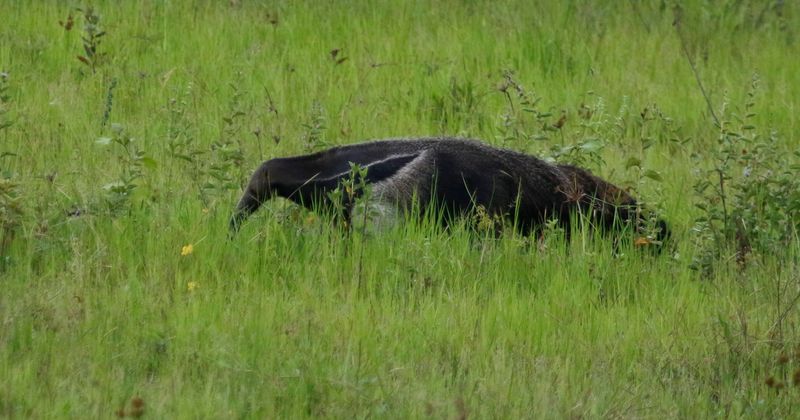 Giant Anteater (Myrmecophaga tridactyla) Llanos, Casanare, Colombia