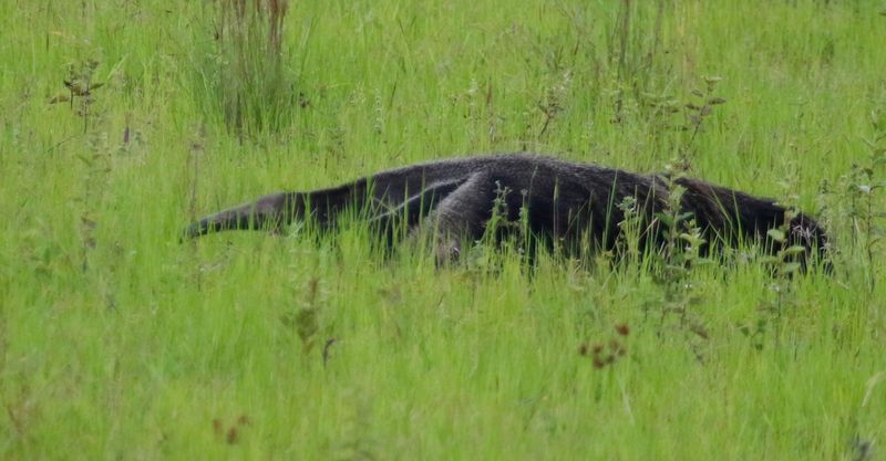 Giant Anteater (Myrmecophaga tridactyla) Llanos, Casanare, Colombia