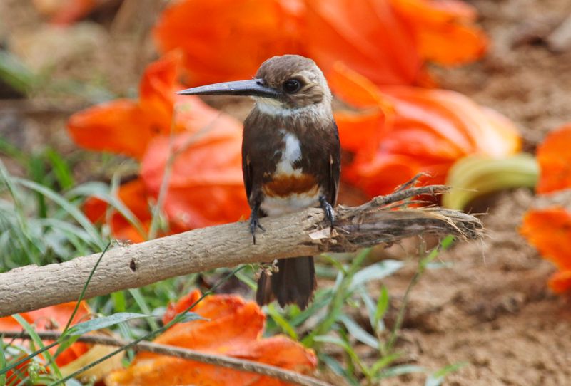 Pale-headed Jacamar (Brachygalba goeringi) Casa Hato La Aurora, Reserva Natural La Aurora, Casanare, Colombia