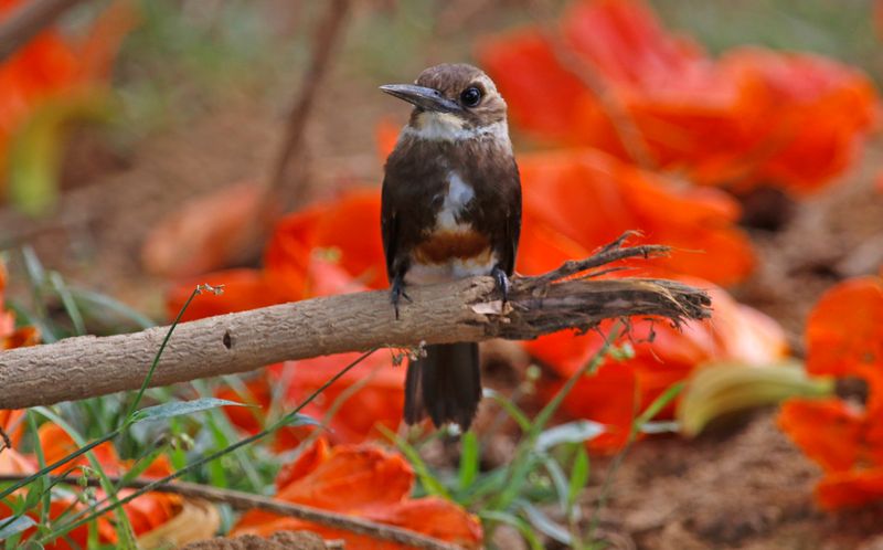 Pale-headed Jacamar (Brachygalba goeringi) Casa Hato La Aurora, Reserva Natural La Aurora, Casanare, Colombia
