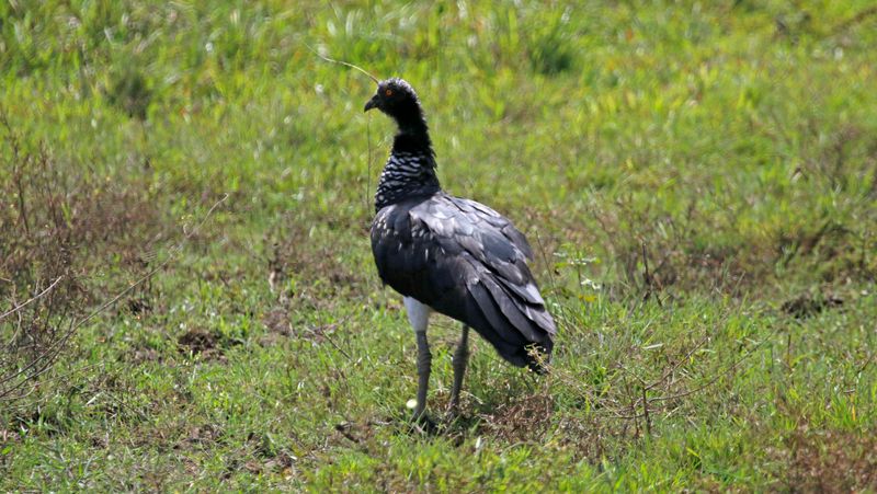 Horned Screamer (Anhima cornuta) Hato La Aurora Nature Reserve, Casanare, Colombia