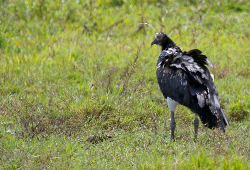 Horned Screamer (Anhima cornuta) Hato La Aurora Nature Reserve, Casanare, Colombia
