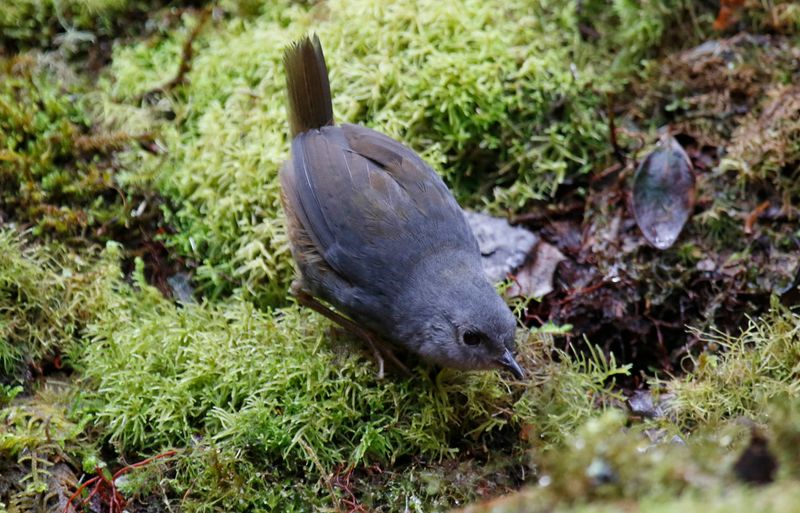 Pale-bellied Tapaculo (Scytalopus griseicollis griseicollis) Observatorio de aves, Reserva Bosque Guajira, Cundinamarca Colombia