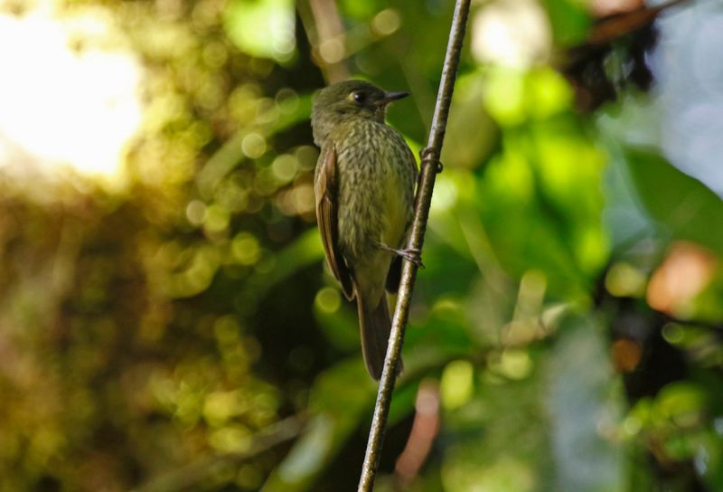 Olive-striped Flycatcher (Mionectes galbinus) Bosque Bavaria, Meta, Colombia