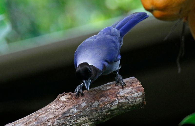 Violaceous Jay (Cyanocorax violaceus)