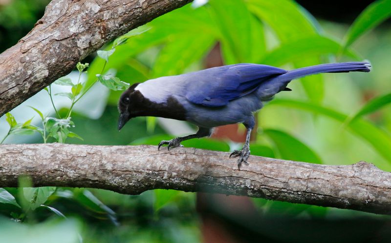 Violaceous Jay (Cyanocorax violaceus) RN Rancho Camaná, Meta, Colombia