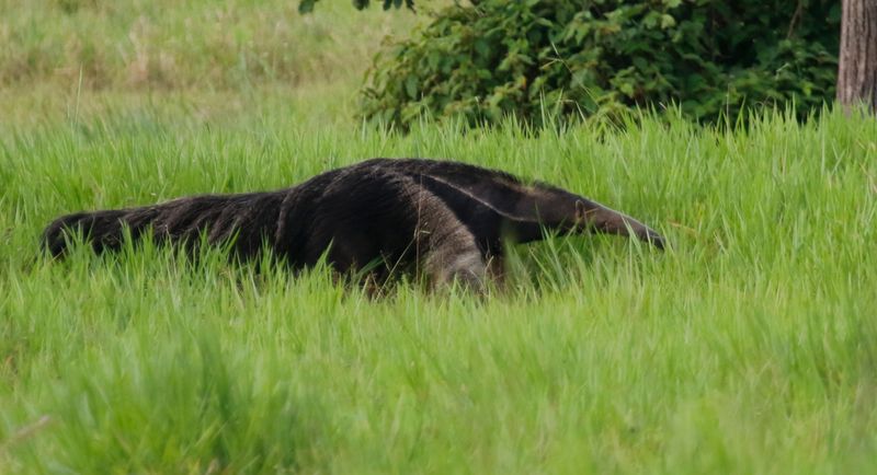 Giant Anteater (Myrmecophaga tridactyla) Villavicencio, Meta, Colombia