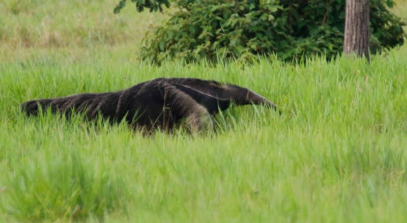 Giant Anteater (Myrmecophaga tridactyla) Villavicencio, Meta, Colombia