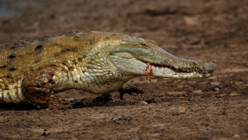 Reptiles & Amphibians species of the World