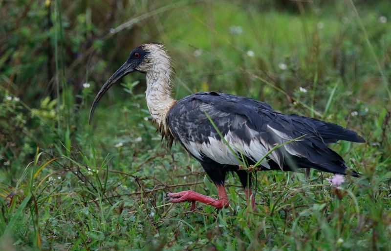 Buff-necked Ibis (Theristicus caudatus) Llanos, Casanare, Colombia