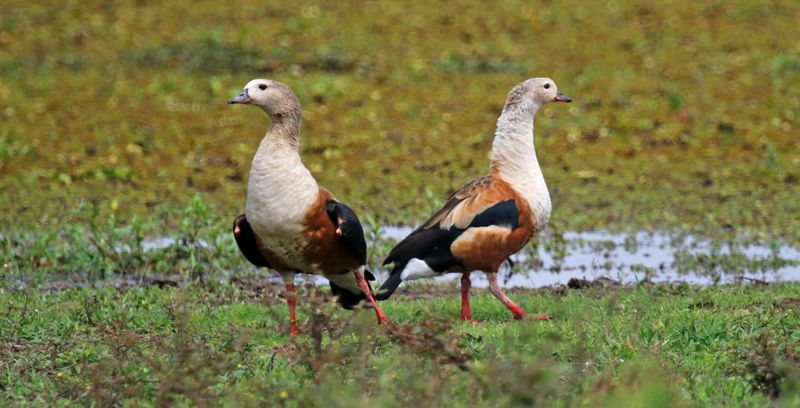 Orinoco Goose (Oressochen jubatus) Hato La Aurora Nature Reserve, Casanare, Colombia