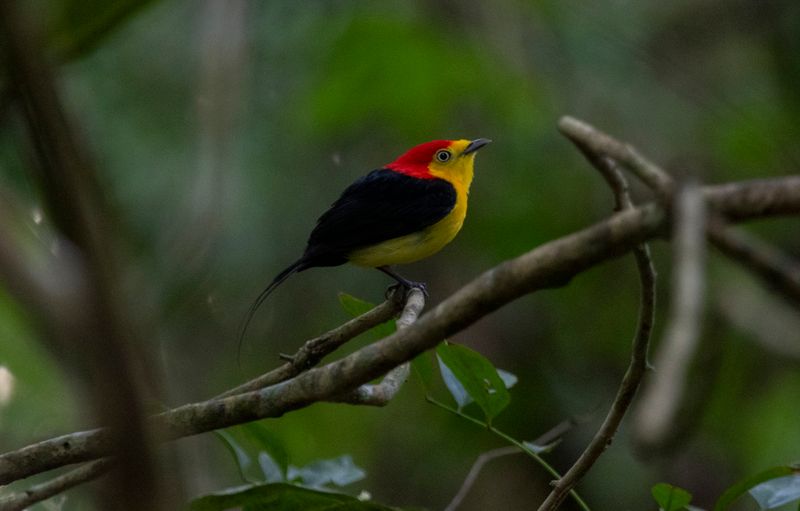 Wire-tailed Manakin (Pipra filicauda subpallida) Hato La Aurora Nature Reserve, Ecolodge Juan Solito, Casanare, Colombia