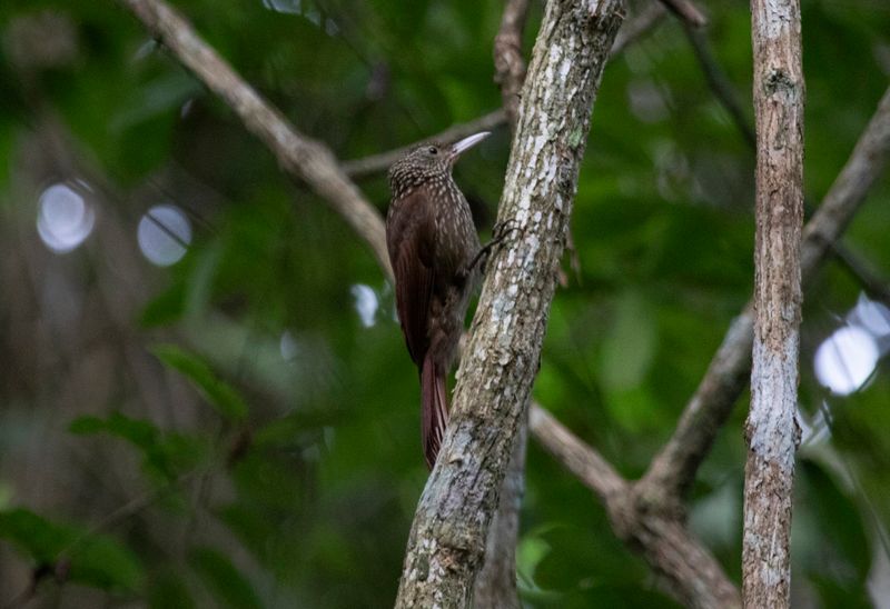 Striped Woodcreeper (Xiphorhynchus obsoletus) Hato La Aurora Nature Reserve, Ecolodge Juan Solito, Casanare, Colombia