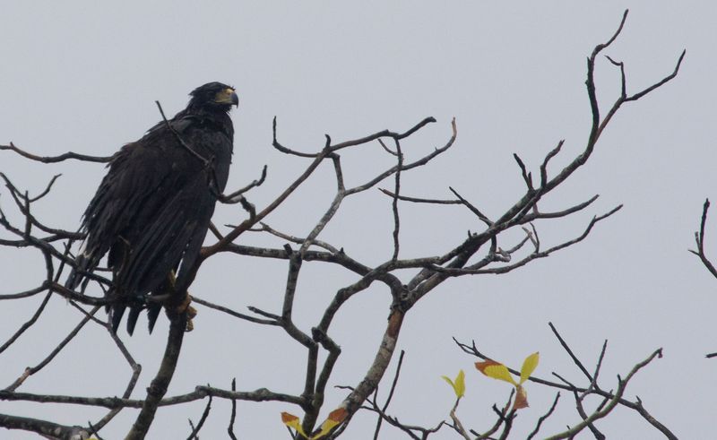 Great Black Hawk (Buteogallus urubitinga) Hato La Aurora Nature Reserve, Ecolodge Juan Solito, Casanare, Colombia