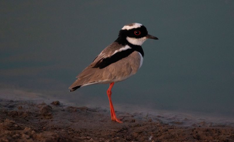 Pied Plover (Hoploxypterus cayanus) Hato La Aurora Nature Reserve, Casanare, Colombia