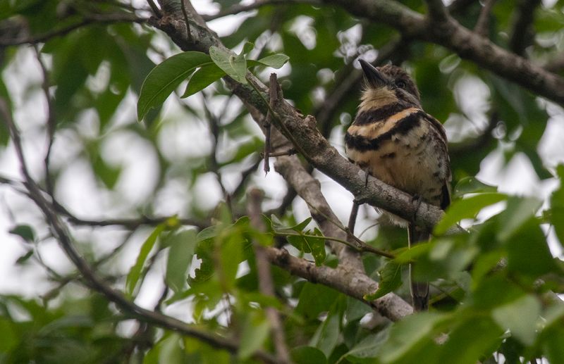 Two-banded Puffbird (Hypnelus bicinctus) Hato La Aurora Nature Reserve, Ecolodge Juan Solito, Casanare, Colombia
