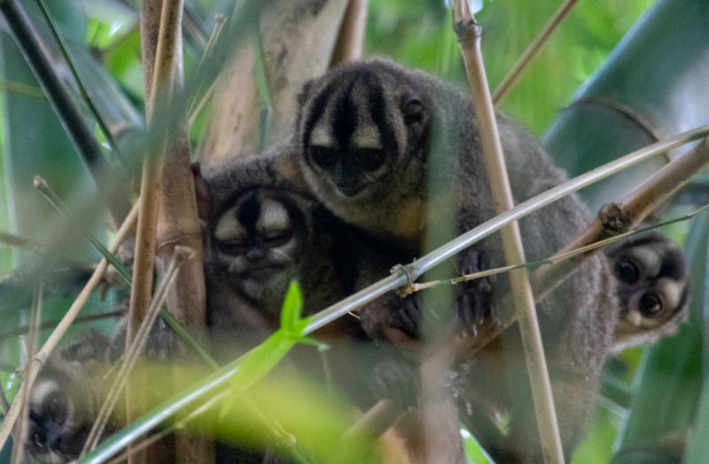 Brumback's Night Monkey (Aotus brumbacki) RN Rancho Camaná, Meta, Colombia