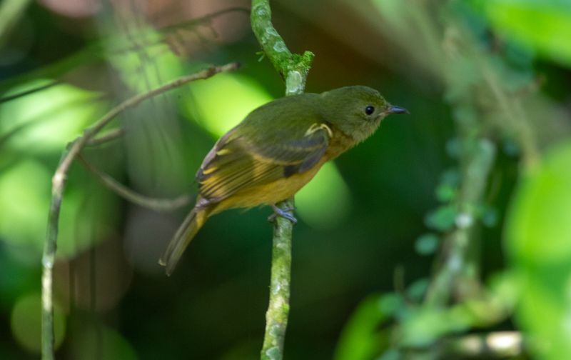 Ochre-bellied Flycatcher (Mionectes oleagineus) Bosque Bavaria, Meta, Colombia