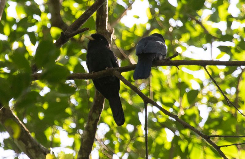 Yellow-billed Nunbird (Monasa flavirostris)