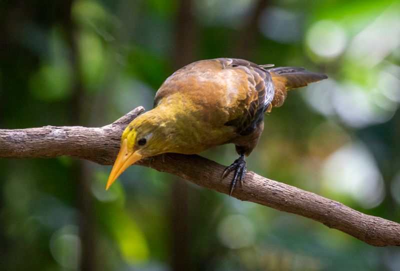 Russet-backed Oropendola (Psarocolius angustifrons)