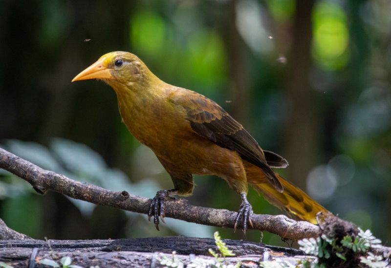 Russet-backed Oropendola (Psarocolius angustifrons) RN Rancho Camaná, Meta, Colombia