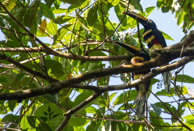Many-banded Aracari (Pteroglossus pluricinctus) Bosque Bavaria, Meta, Colombia