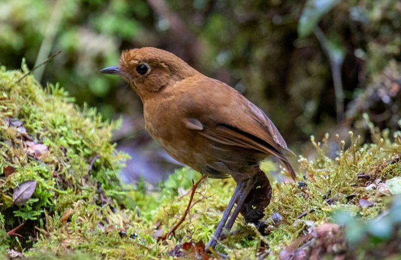 Muisca Antpitta (Grallaria rufula) Observatorio de aves, Reserva Bosque Guajira, Cundinamarca Colombia