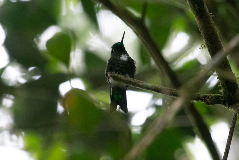 Emerald-bellied Puffleg (Eriocnemis aline)