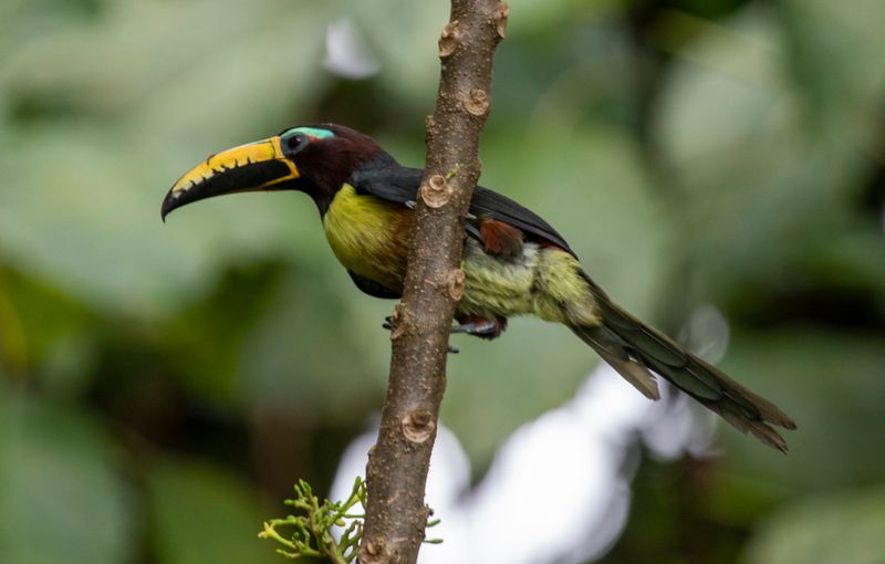 Lettered Aracari (Pteroglossus inscriptus humboldti) RN Rancho Camaná, Meta, Colombia