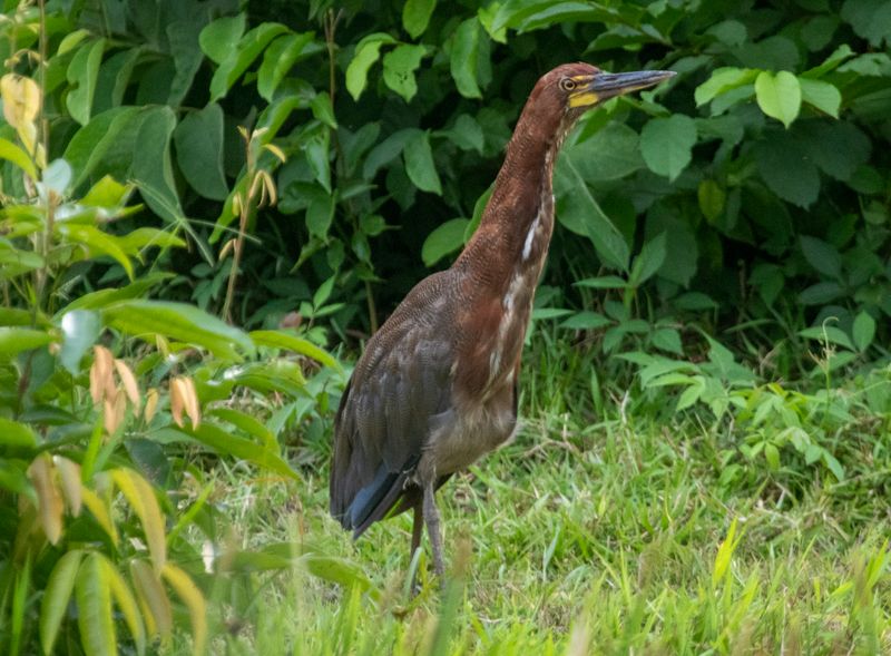 Rufescent Tiger-Heron (Tigrisoma lineatum)
