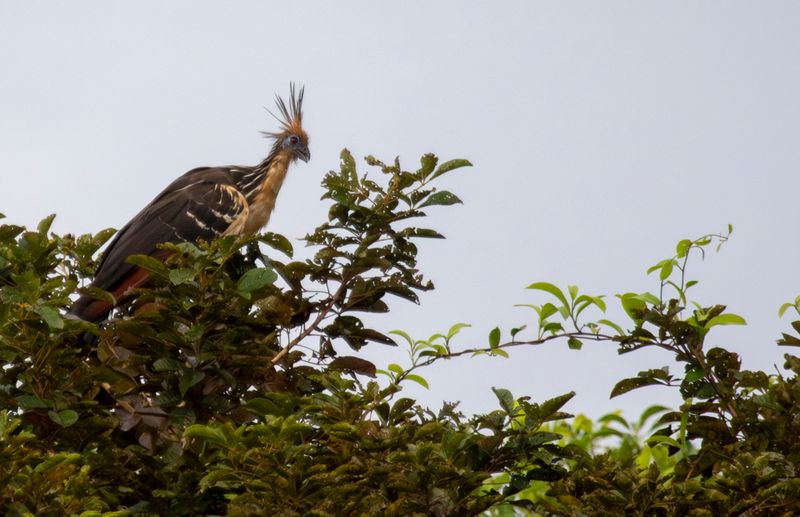 Opisthocomiformes: Opisthocomidae - Hoatzin