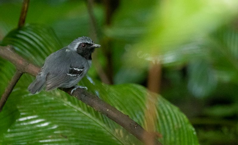 Black-faced Antbird (Myrmoborus myotherinus elegans) Bosque Bavaria, Meta, Colombia