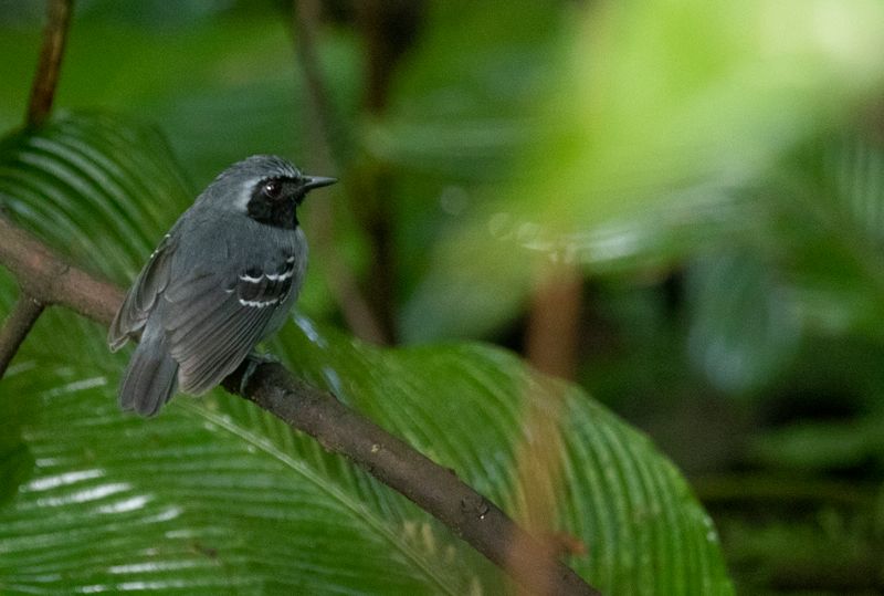 Black-faced Antbird (Myrmoborus myotherinus)